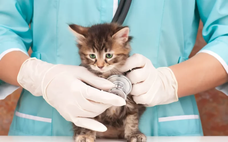 Seguro para Mascotas_1